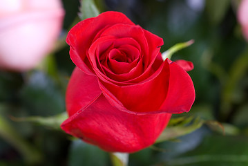 Image showing red roses