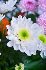 Image showing chrysanthemum