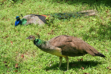 Image showing Peacock and pheasant