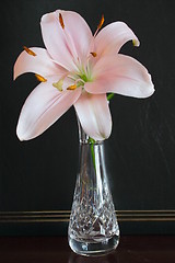 Image showing pink lily in a vase
