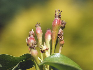 Image showing pears growing on the tree