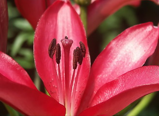 Image showing red lily