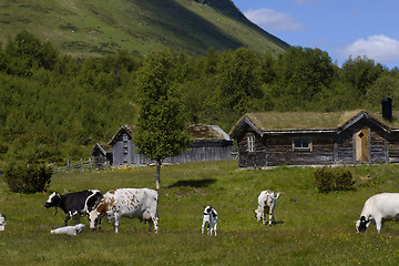 Image showing Grazing cows