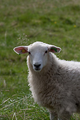 Image showing lamb