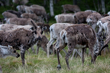 Image showing Reindeers