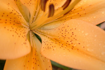 Image showing peach lily centre background