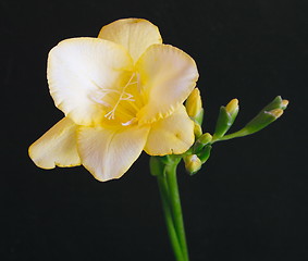 Image showing yellow freesia