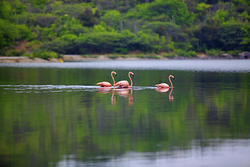 Image showing Lake Gotomeer