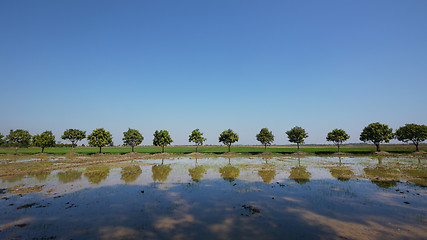 Image showing Mango trees and rice fields in Cambodia