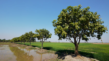 Image showing Mango trees in Cambodia
