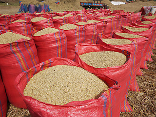 Image showing Sacks of rice during harvest