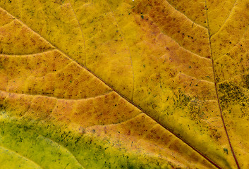 Image showing Leaf texture