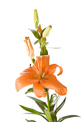 Image showing Orange lily