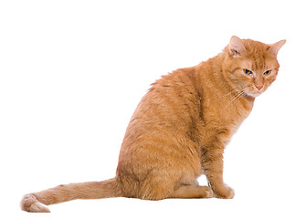 Image showing cat