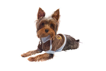 Image showing yorkshire terrier