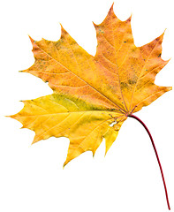 Image showing Maple leaf