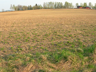 Image showing Grain field