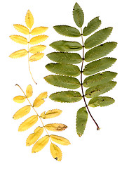 Image showing rowan tree leaves