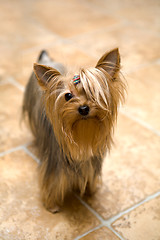 Image showing yorkshire terrier