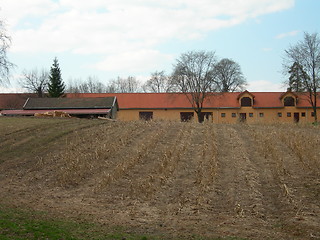 Image showing Corn field