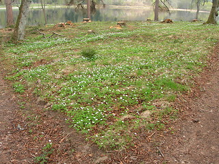 Image showing Flowers