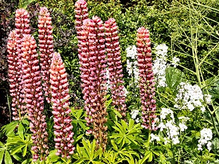 Image showing pink flowers