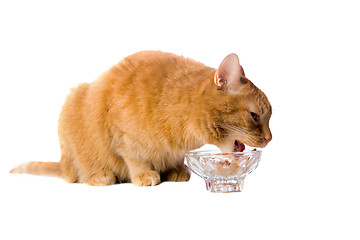 Image showing Cats dinner