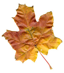 Image showing maple leaf