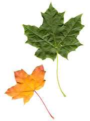 Image showing Maple leaf