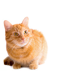 Image showing Cat 