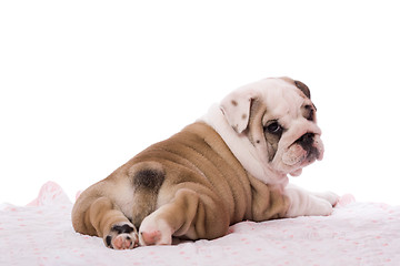 Image showing english bulldog