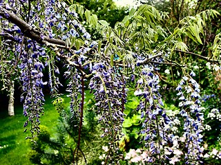 Image showing Purple Wisteria