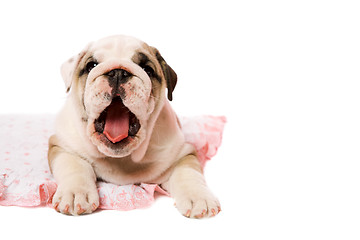 Image showing Yawning puppy