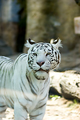 Image showing White Tiger