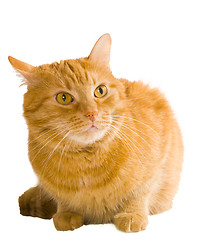 Image showing cat