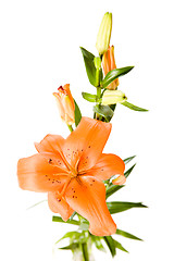 Image showing Orange lily