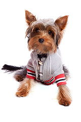 Image showing yorkshire terrier