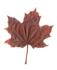 Image showing Maple leaf