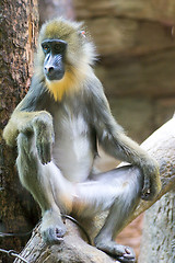 Image showing Monkey