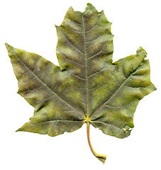 Image showing Maple leaf