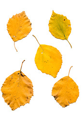 Image showing birch leaves