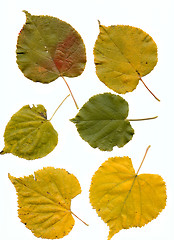 Image showing lime leaves
