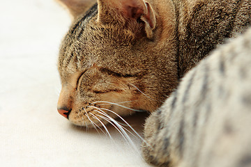 Image showing Ginger cat sleeping on bed 