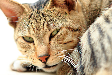 Image showing Image of fluffy grey cat looking at camera over white background