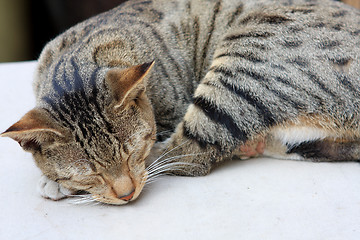 Image showing Cute ginger cat sleeping on a table. 