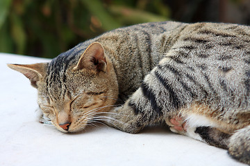 Image showing Cute ginger cat sleeping on a table. 