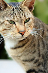 Image showing Adult tabby cat looking over the edge of a white table