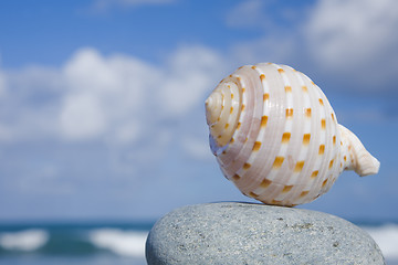 Image showing Seashell by The Shore