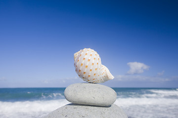 Image showing Seashell by The Shore