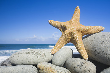 Image showing Starfish